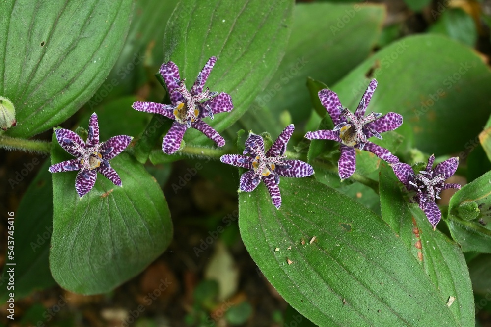 Wall mural Toad lily (Tricyrtis hirta) flowers.  Liliaceae perennial plants with speckled flowers from late summer to fall.