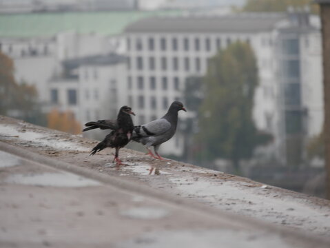 Tauben auf dem Dach in der Stadt