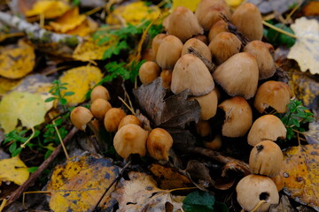 mushroom Coprinellus micaceus. Group of mushrooms on woods in nature in autumn forest