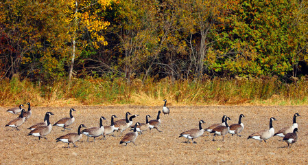 In field in fall Canada geese group of large wild geese species with a black head and neck, white patches on the face, and a brown body. 