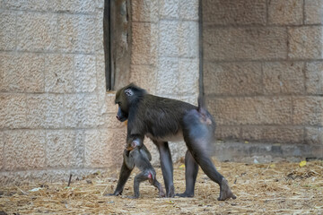 Colorful Mandrill mother and child