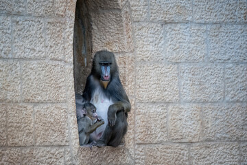 Colorful Mandrill mother and child