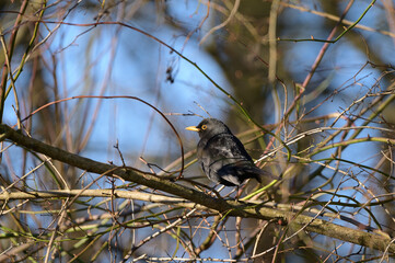 Eine kleine Amsel sitzt auf einem Ast im Busch und schaut zur Kamera