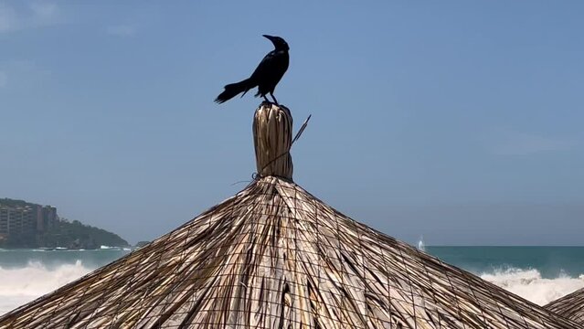 Great-tailed grackle (Zanate) resting on top of a beach palapa in ixtapa Guerrero