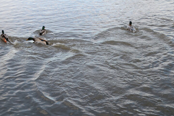 mallard ducks chasing each other in a lake