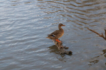Colorful duck perching on wooden log in lake