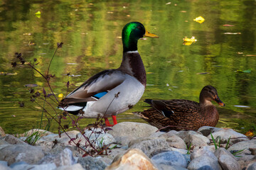 Saint Egreve France 102022 mallard duck couple at the water's edge