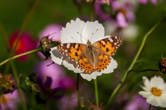 Saint Egreve France 10 2022 painted lady butterfly feeding on a cosmos flower