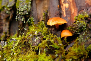 Flammulina velutipes, an edible mushroom in the natural environment. honey agaric winter