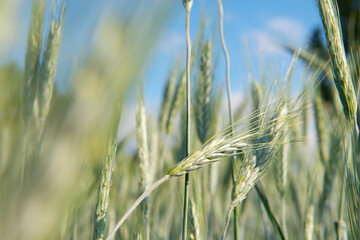 Field of cereals. Grain crops. Spikelets closeup over blue sky, sunny June. Important food grains