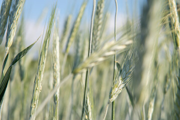 Field of cereals. Grain crops. Spikelets closeup over blue sky, sunny June. Important food grains