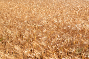 Wheat. Golden field of cereals ready for harvest. Grain crops. Spikelets, sunny June. Important food grains