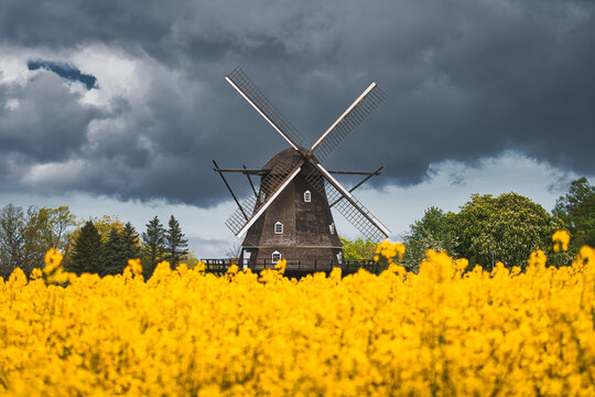 Old traditional dutch windmill in a canola field on the Swedish countryside in Scania, Sweden. Selective focus.