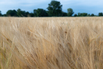 Wheat. Golden field of cereals with forest and blue sky at horizon. Grain crops. Spikelets closeup, sunny June. Important food grains