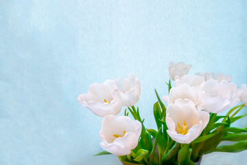  white tulip on a blue background