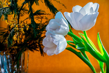  white tulip and mimosa on a orange background