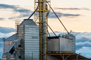 silver silos on agro manufacturing plant for processing drying cleaning and storage of agricultural products, flour, cereals and grain. Large iron barrels of grain. Granary elevator