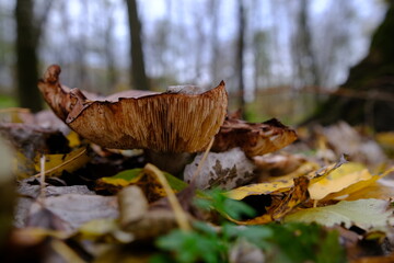 huge mushroom lepista nuda, also clitocybe nuda wood blewit mushroom in the autumn forest day. Mushroomer mushroom in the forest
