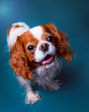 Annie: Cavalier King Charles Spaniel