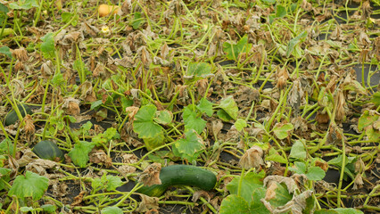 Pumpkin harvest field butternut squash Cucurbita moschata gramma unripe green winter kuri foil irrigation creeping climbing bio farm workers harvesting plant planting pepo, farming farmer Europe