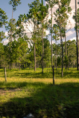 Florida trees and forests