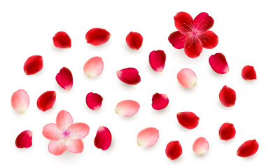Fototapeta na wymiar Realistic png elements set of rose petals. Red and pink petals of rose flower. PNG on transparent background