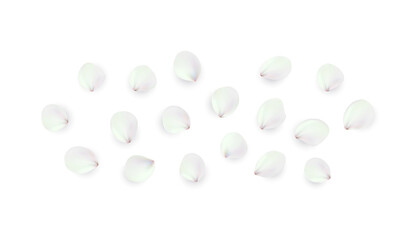 Realistic png elements set of rose petals. White petals of rose flower, top view.