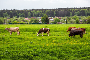 Herd of cows on a paddock in a field near the village, countryside