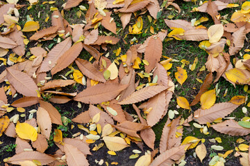 mostly autumn chestnut leaves on grass
