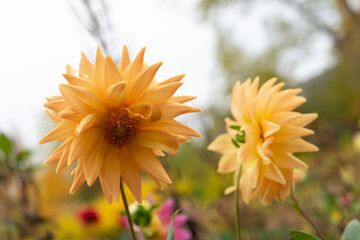 miniature orange yellow dahlias with view of the garden