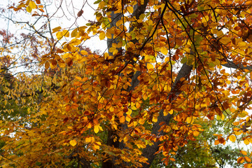 autumn leaves on a tree