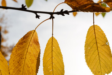 Obraz premium autumn cherry leaves on a blank cloudy sky
