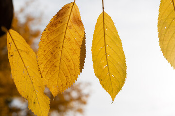 Fototapeta premium autumn cherry leaves close up on a gray sky