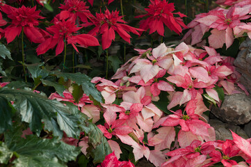 cultivated Euphorbia pulcherrima plants at the conservatory