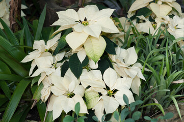 white Euphorbia pulcherrima or poinsettias on display at the conservatory
