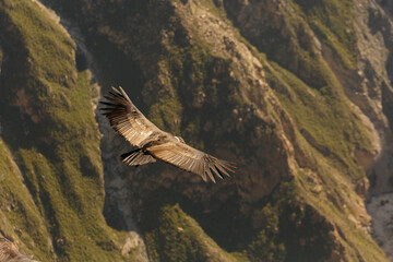 Condor en Colca