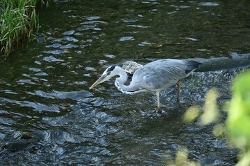 A gray heron resting quietly on the river bank.