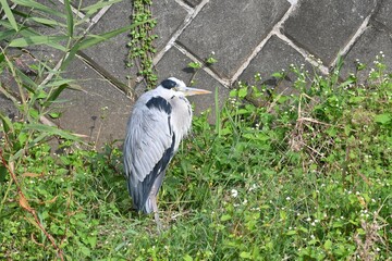 A gray heron resting quietly on the river bank.