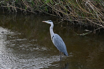 A gray heron resting quietly on the river bank.