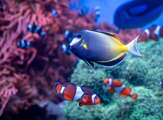 Fototapeta na wymiar A Powder Brown Tang (Acanthurus japonicus) swims together with several clown fish in the background. 