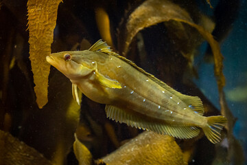 The Giant Kelpfish (Heterostichus rostratus) inhabits kelp forests along the west coast of North America from  California to Baja California in Mexico.  