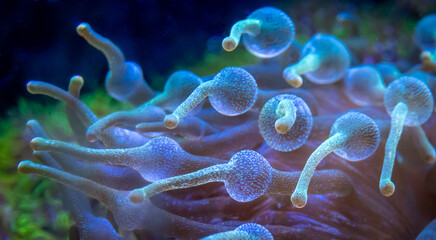 The Bubble-tip anemone (Entacmaea quadricolor) is a species of sea anemone which is widespread throughout the tropical waters of the Indo-Pacific area, including the Red Sea. 