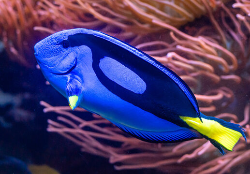 The Blue Tang (Paracanthurus hepatus, "Dori fish") is a species of Indo-Pacific surgeonfish and a popular fish in marine aquaria.  