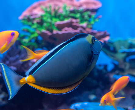 The Naso Tang (Naso lituratus) is also known as the Lipstick Tang or the Orangespine Unicornfish.  It is found in the Indian and Pacific Oceans, including Hawaii.  They are common in marine aquaria.