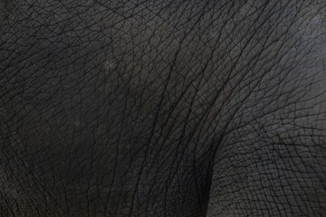 Close up of elephants Skin texture