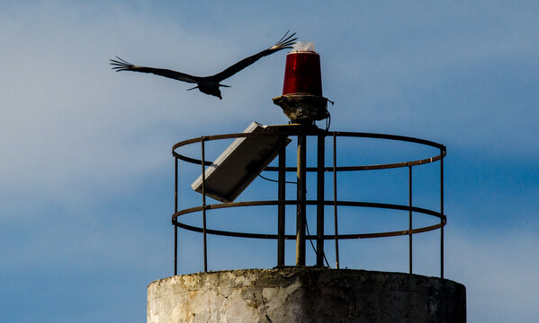 zul sky, seagull, jetties, flight, beach, landscape, animals