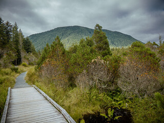 Cross trail with Bear Mountain in background in Sitka, Alaska 