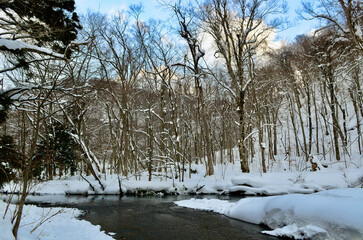 In an empty snow forest.
