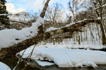 Branches endure nature's cold in silence

