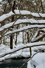 Like mille-feuille, branches snow and extremely cold river
